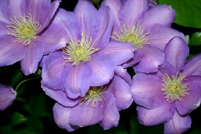 The Clematis Gang by Sarah OToole